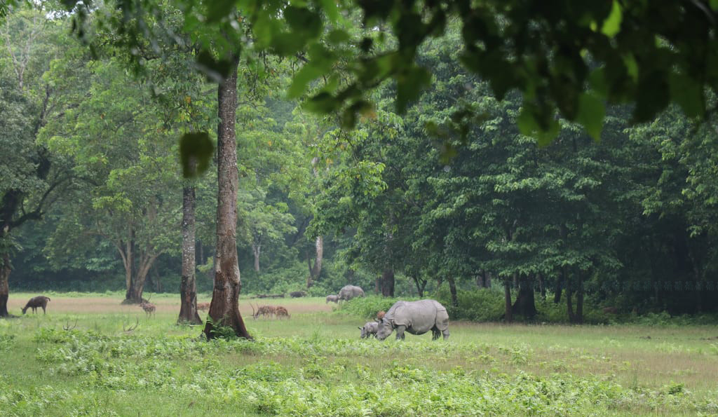 https://www.setopati.com/uploads/shares/2020/sujita/gaidda/gaida bachha (1).jpg